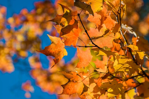 Low angle view of maple leaves on tree