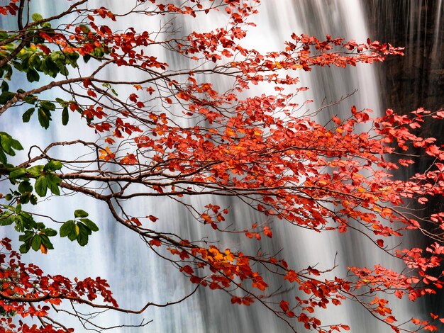 Foto vista a basso angolo delle foglie di acero sull'albero