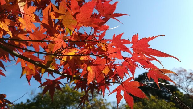 Photo low angle view of maple leaves on tree