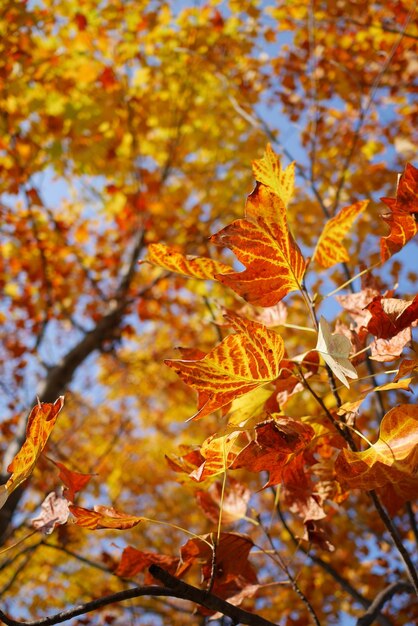 Low angle view of maple leaves on tree