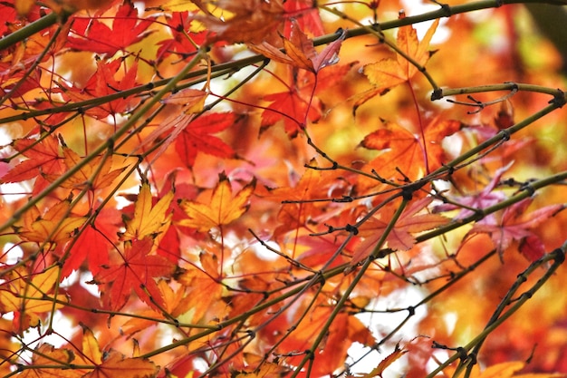 Photo low angle view of maple leaves on tree