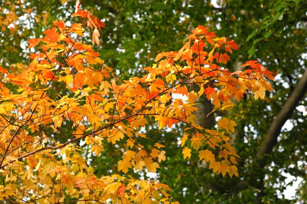 Low angle view of maple leaves on tree