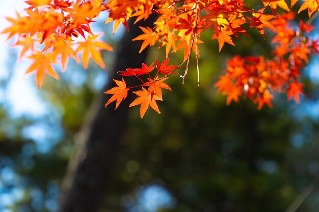 Low angle view of maple leaves on tree