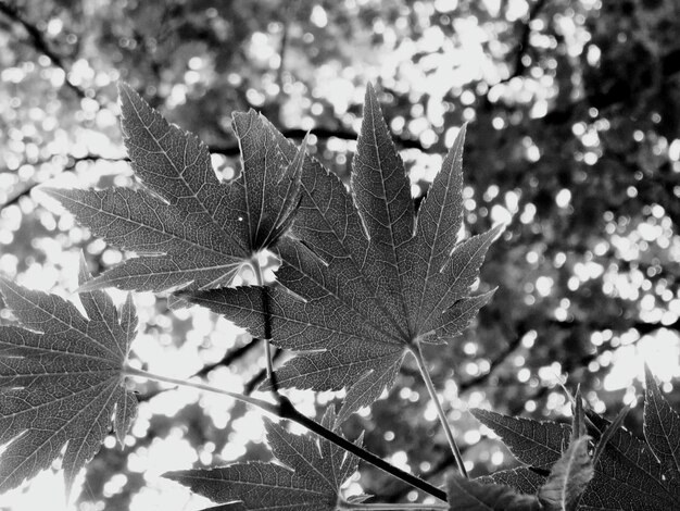 Photo low angle view of maple leaves