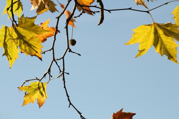 Low angle view of maple tree against sky