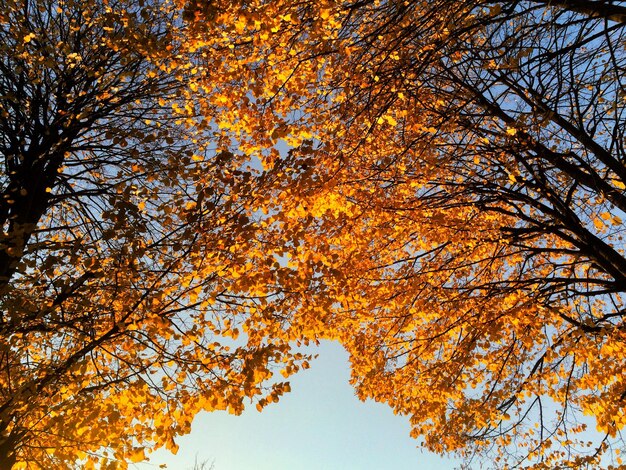 Foto vista a basso angolo dell'acero contro il cielo