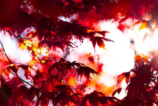 Photo low angle view of maple tree against sky