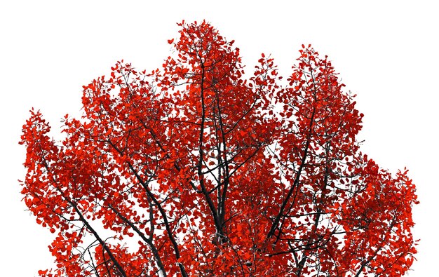 Low angle view of maple tree against sky