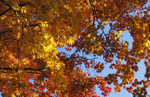 Low angle view of maple tree against sky