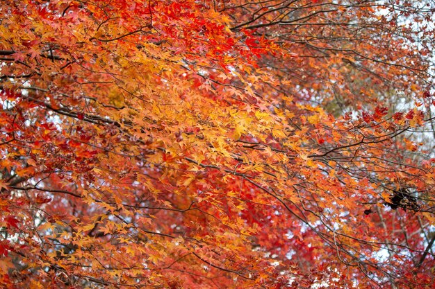 Низкий угол зрения кленового дерева осенью
