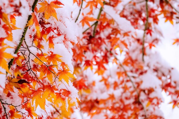 Low angle view of maple tree during autumn