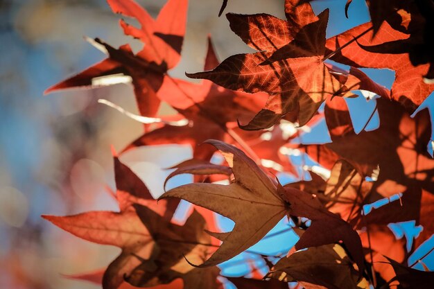 Foto vista dall'angolo basso dell'acero in autunno