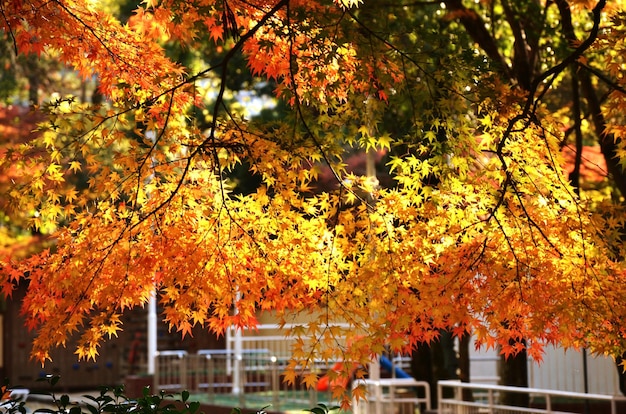 Low angle view of maple tree during autumn