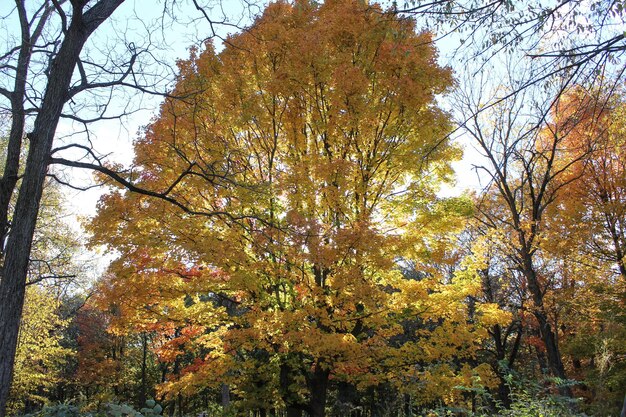 Photo low angle view of maple tree in forest during autumn