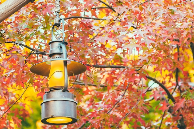Low angle view of maple tree