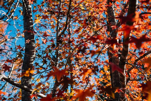 Low angle view of maple tree