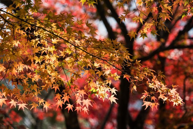 Photo low angle view of maple tree