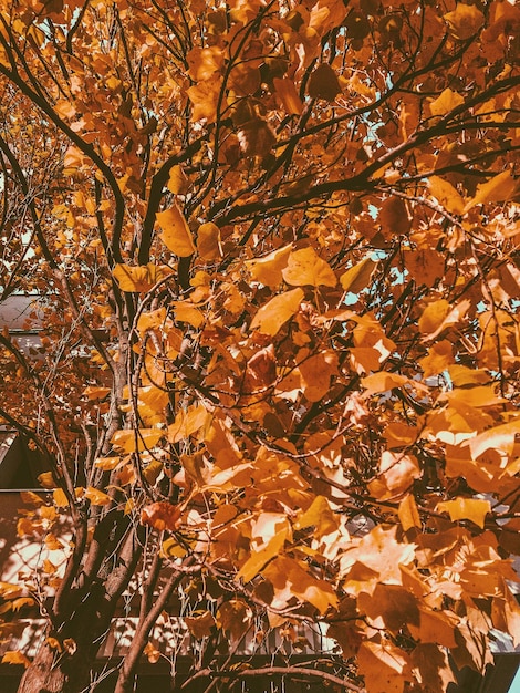 Low angle view of maple tree