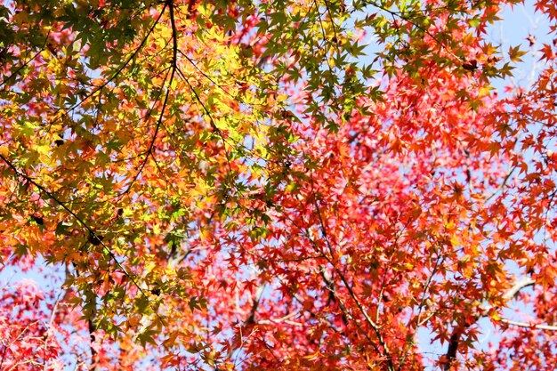 Low angle view of maple tree