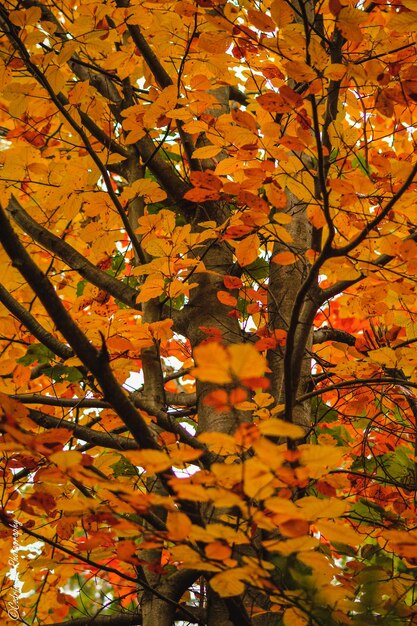 Low angle view of maple tree