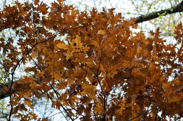 Low angle view of maple tree