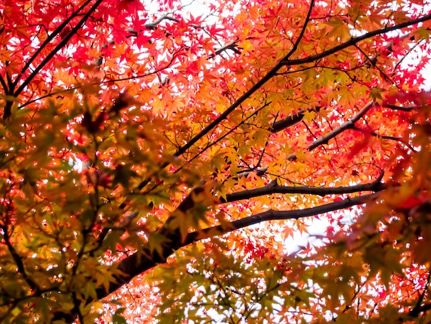 Low angle view of maple tree