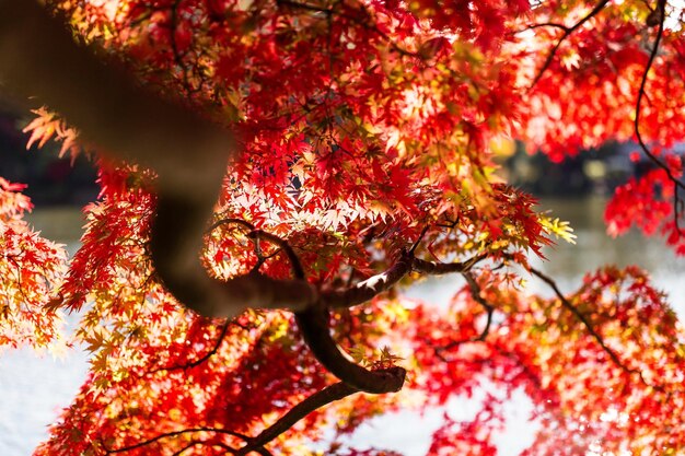 Low angle view of maple tree