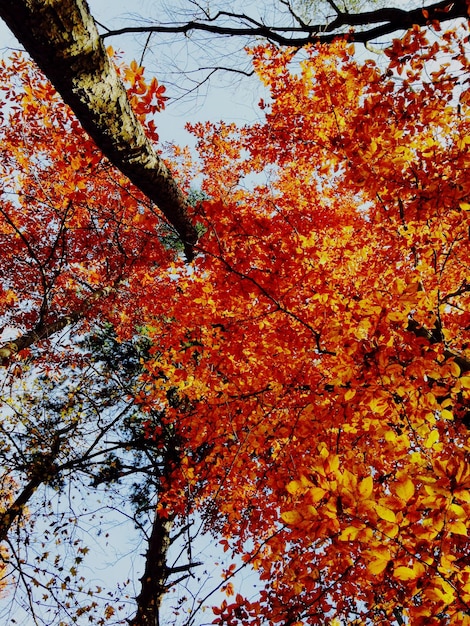 Low angle view of maple tree