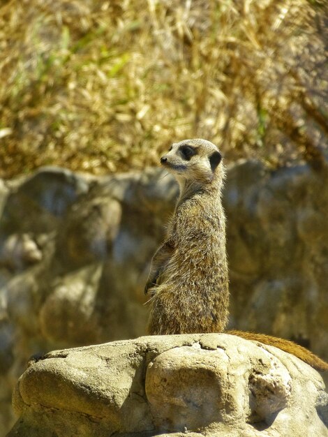 Photo low angle view of meerkat standing on rock