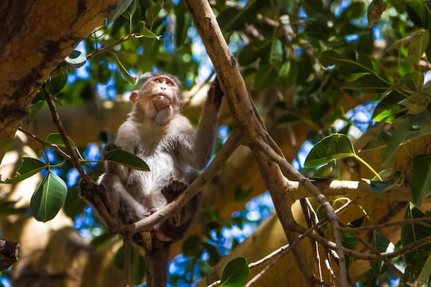 Photo low angle view of monkey on branch