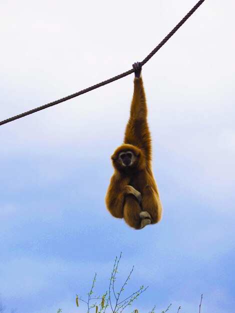 Foto vista a bassa angolazione di una scimmia appesa a una corda contro il cielo