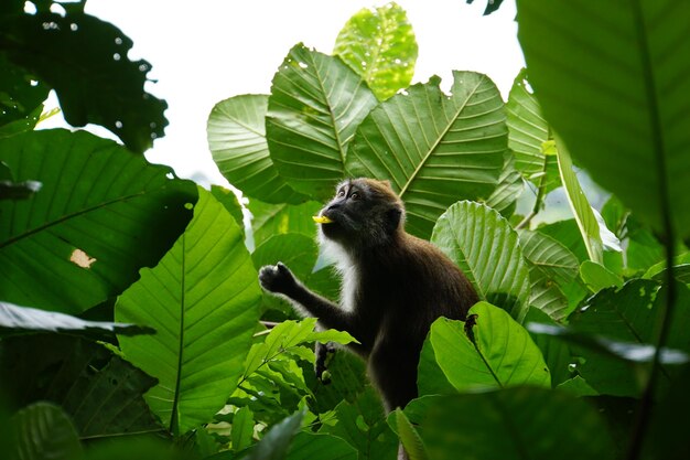 Low angle view of monkey on leaves