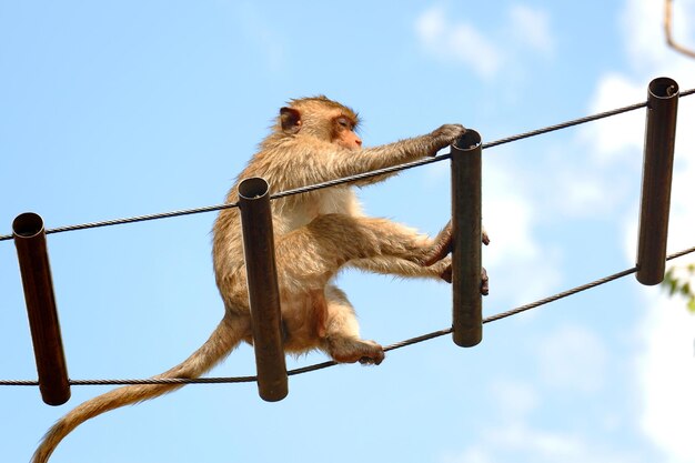 Photo low angle view of monkey on rope against sky