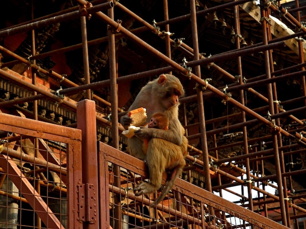 Low angle view of monkey sitting in cage