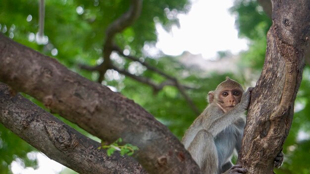 Low angle view of monkey sitting on tree trunk