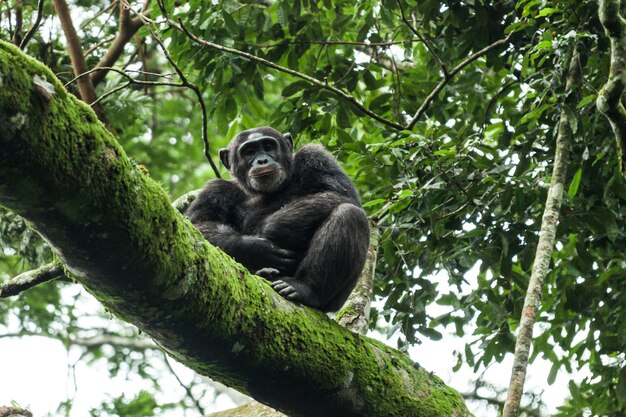 Photo low angle view of monkey sitting on tree