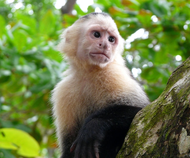 Low angle view of monkey sitting on tree