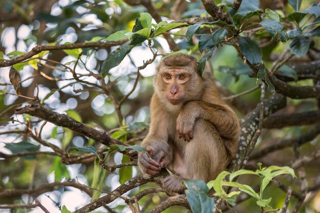 Photo low angle view of monkey sitting on tree