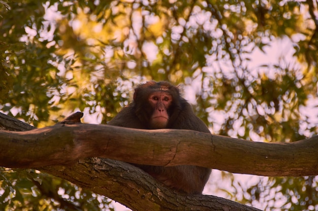 low angle view of monkey sitting on tree