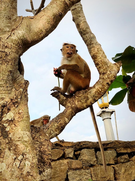 Foto vista a bassa angolazione di una scimmia seduta su un albero