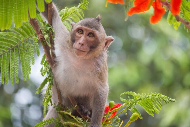 Low angle view of monkey sitting on tree