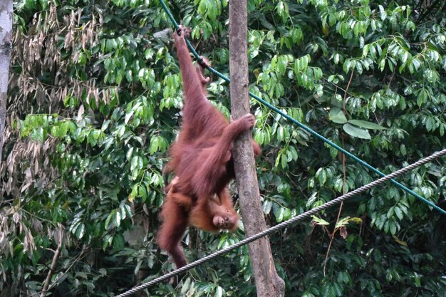 Low angle view of monkey sitting on tree