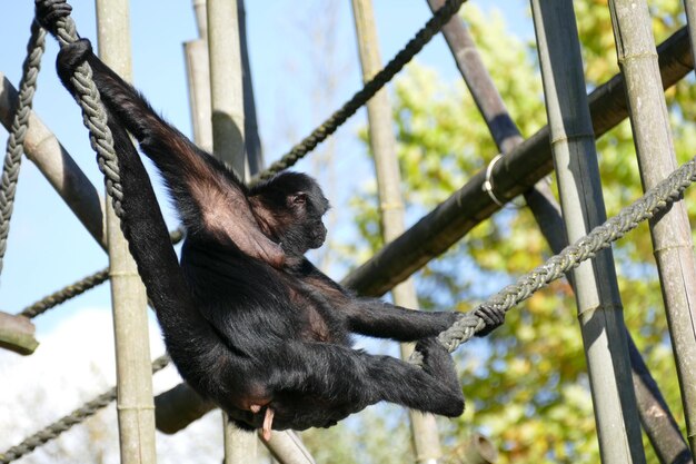 Photo low angle view of monkey on tree against sky