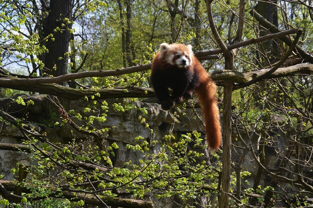 Photo low angle view of monkey on tree in forest