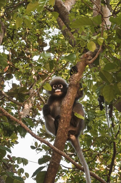 Photo low angle view of monkey on tree in forest