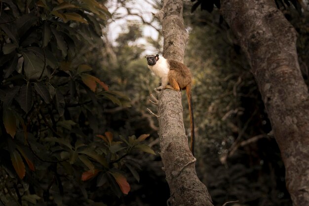 Photo low angle view of monkey on tree trunk in forest