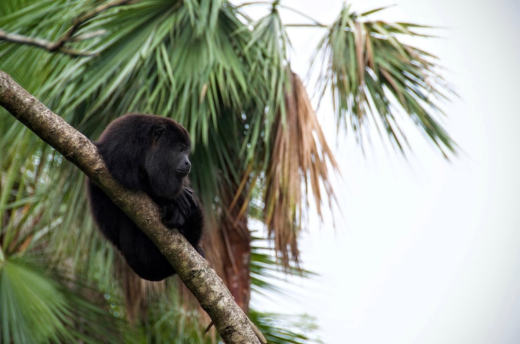 Photo low angle view of monkey on tree