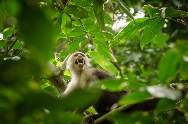 Low angle view of monkey on tree