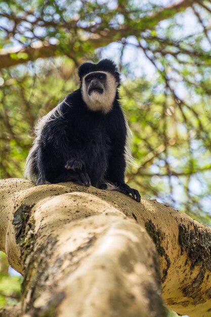 Photo low angle view of monkey on tree