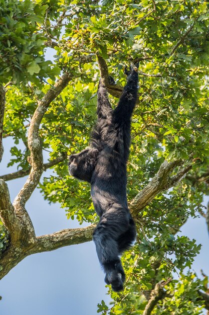 Photo low angle view of monkey on tree